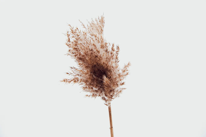 Single dried bloom in warm soft light, calm and graceful midlife skincare mood.