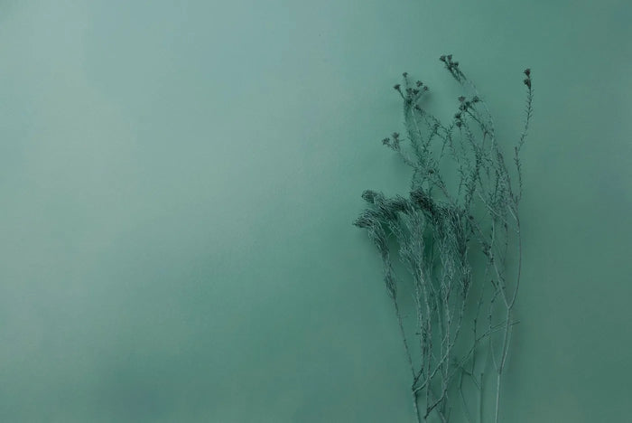 Calming green botanical in soft neutral light, gentle skin-soothing mood.