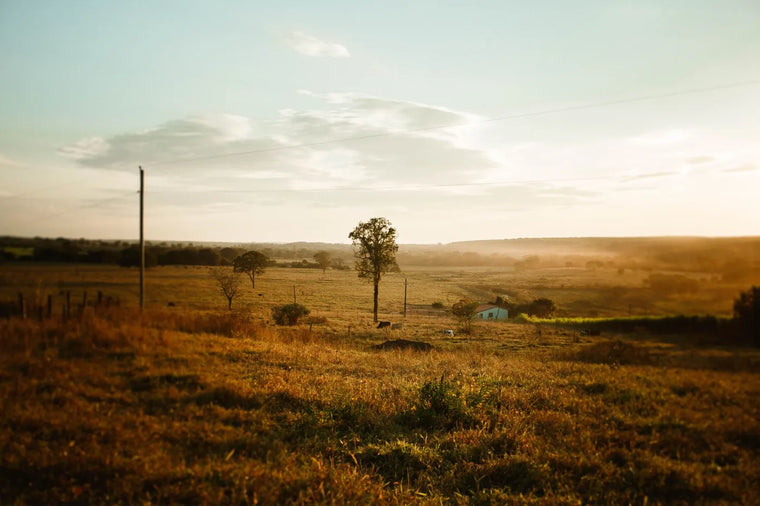Golden pasture landscape in warm light, ancestral regenerative sourcing.