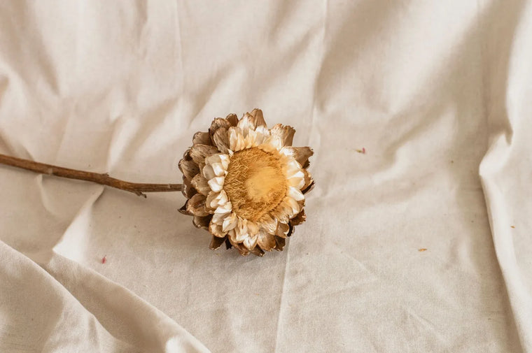 Soft dried botanicals on linen in calm natural light, gentle skincare mood.