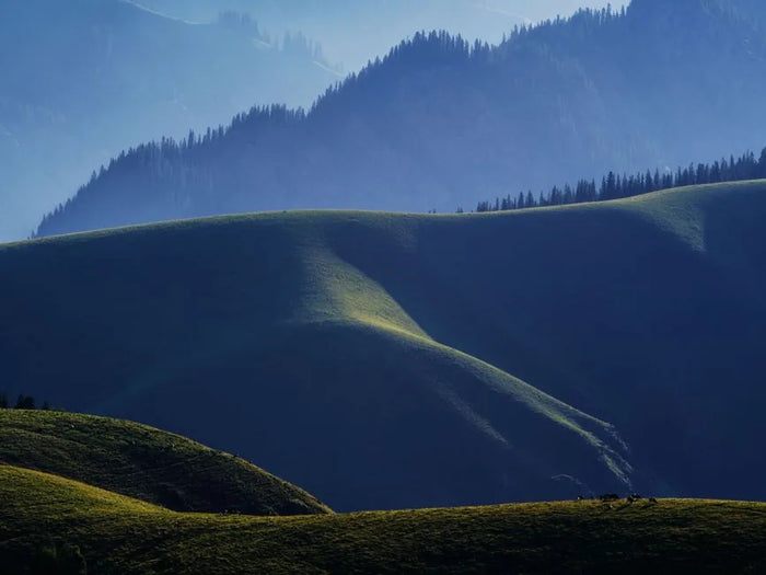 Green rolling pasture hills at soft light, regenerative sourcing.