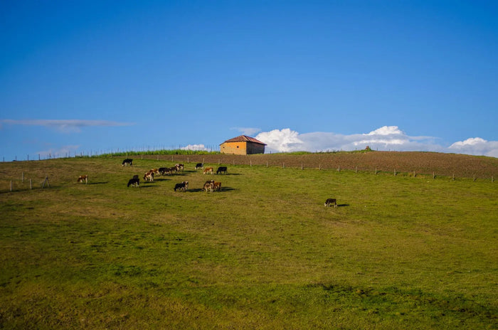Green cattle pasture in soft light, sourcing-quality landscape mood.