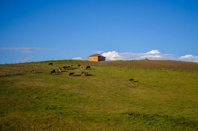 Green cattle pasture in soft light, sourcing-quality landscape mood.