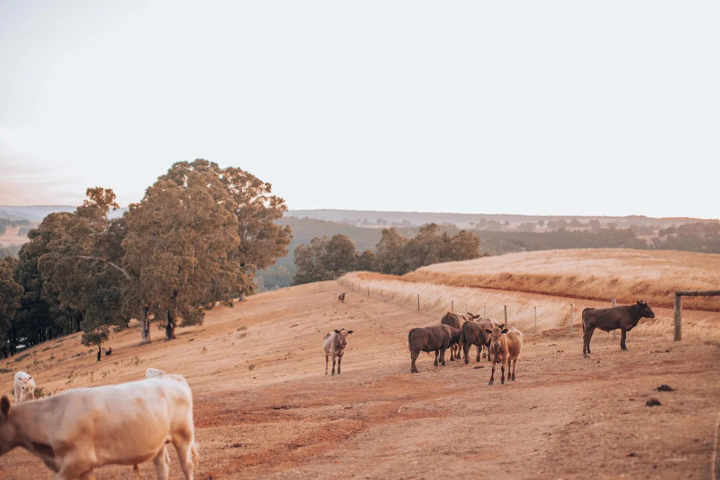 Cattle on open pasture at golden hour, whole-animal sourcing landscape.
