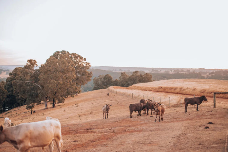 Cattle on open pasture at golden hour, whole-animal sourcing landscape.