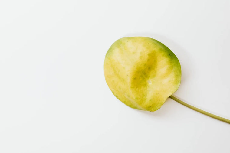 Fresh green sprig in soft daylight, calm sensitive reactive-skin mood.