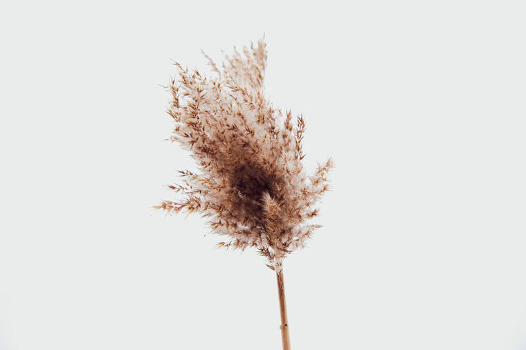Single dried bloom in warm soft light, calm and graceful midlife skincare mood.