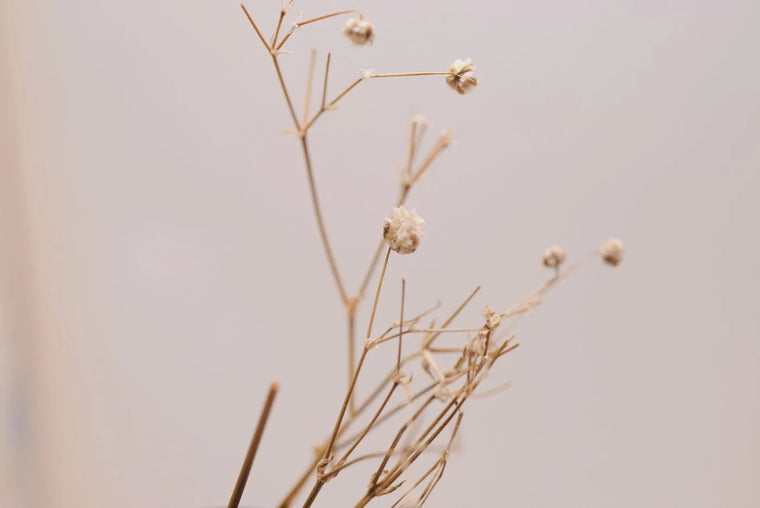 Delicate dried botanical in soft light, elegant timeless skincare still life.