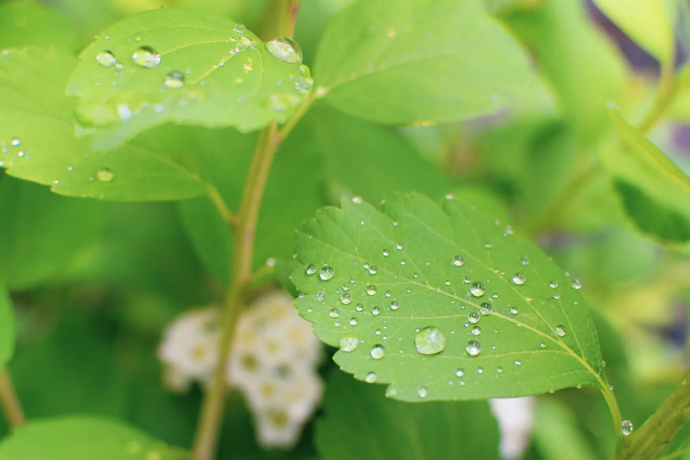 Fresh green botanical with dewdrops in soft light, bioactive natural skincare mood.