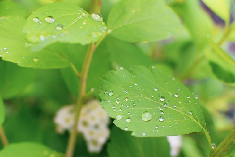 Fresh green botanical with dewdrops in soft light, bioactive natural skincare mood.