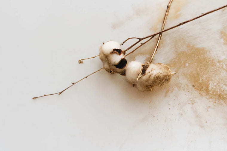 Soft cotton bolls in gentle natural light, calm and tender postpartum mood.