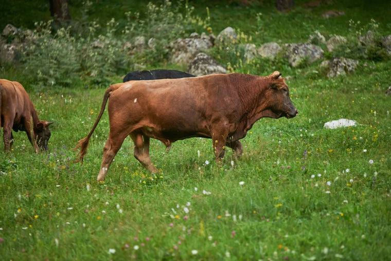 Cattle grazing on green pasture in soft light, grass-fed sourcing landscape.