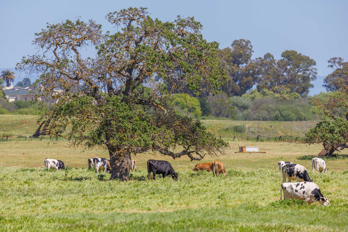 Grazing land under clear light, transparent sourcing still life.