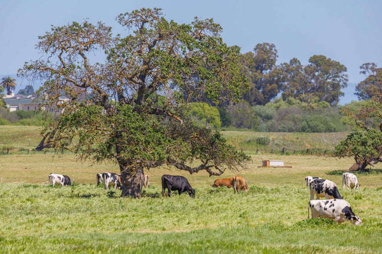 Grazing land under clear light, transparent sourcing still life.