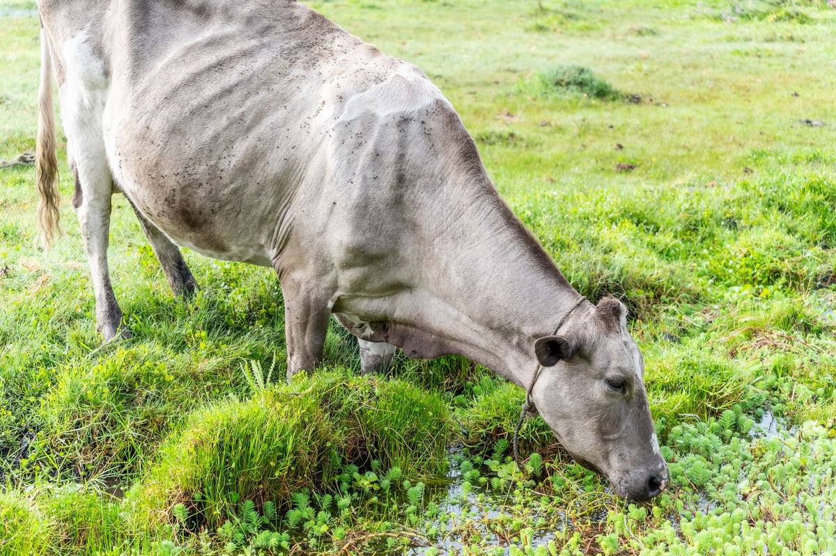Cattle on open grass in natural light, sourcing comparison mood.