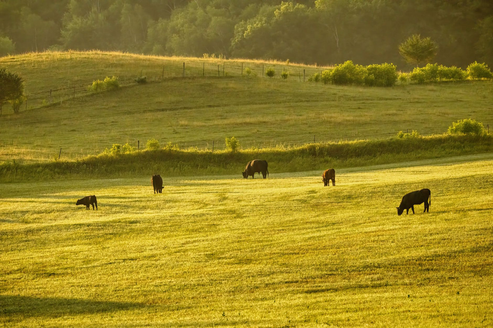 Green pasture in soft daylight, regenerative sourcing mood.