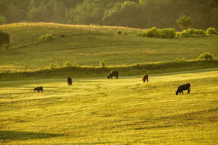 Green pasture in soft daylight, regenerative sourcing mood.