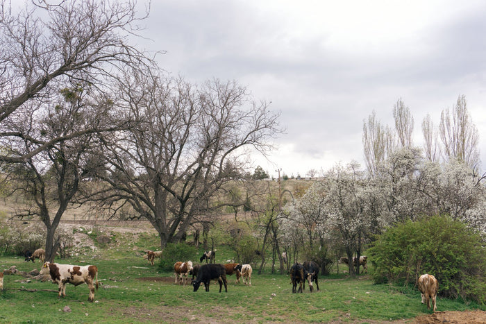Open pasture in low golden light, whole-animal sourcing mood.