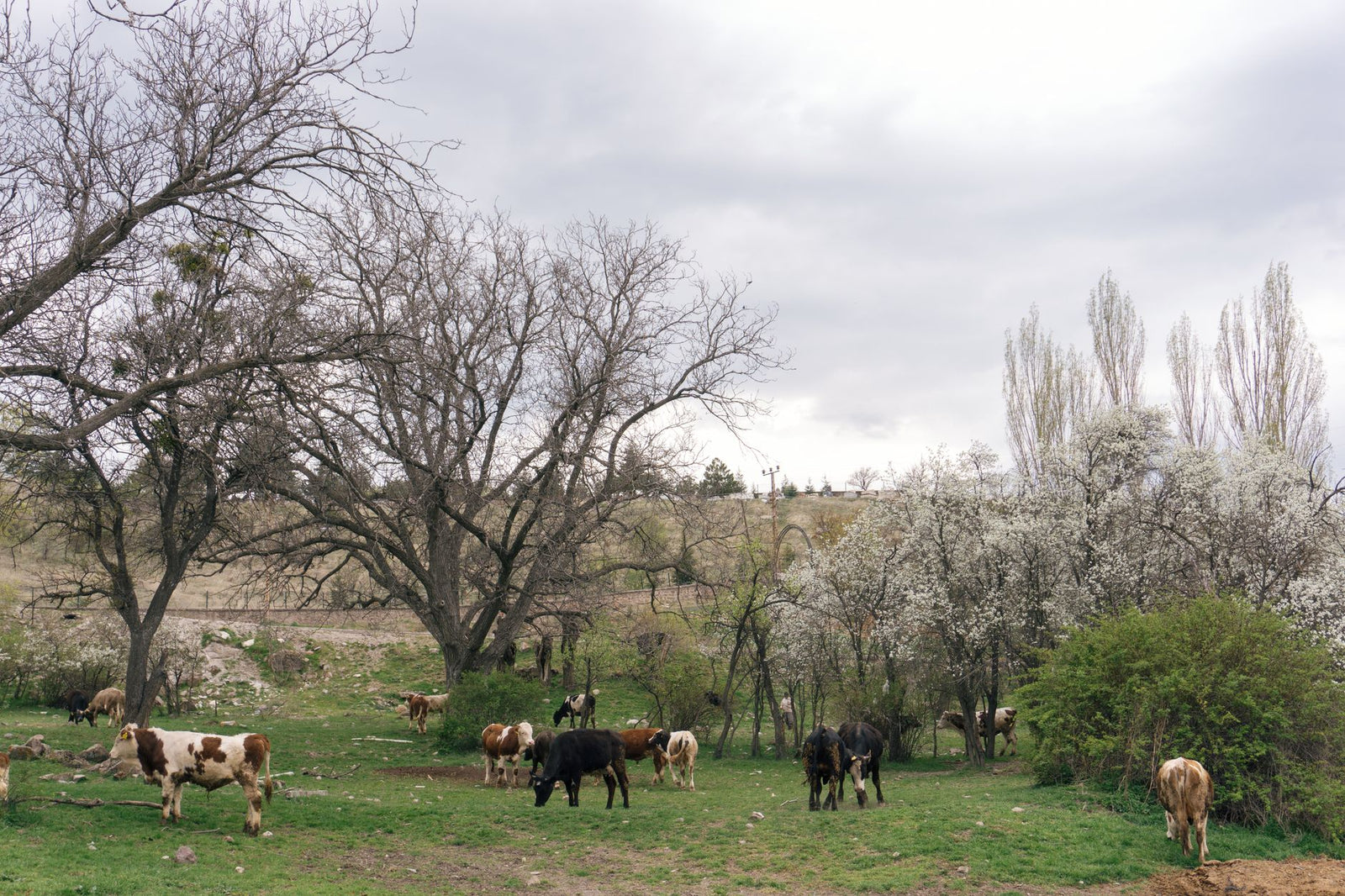 Green rolling pasture hills at soft light, regenerative sourcing.