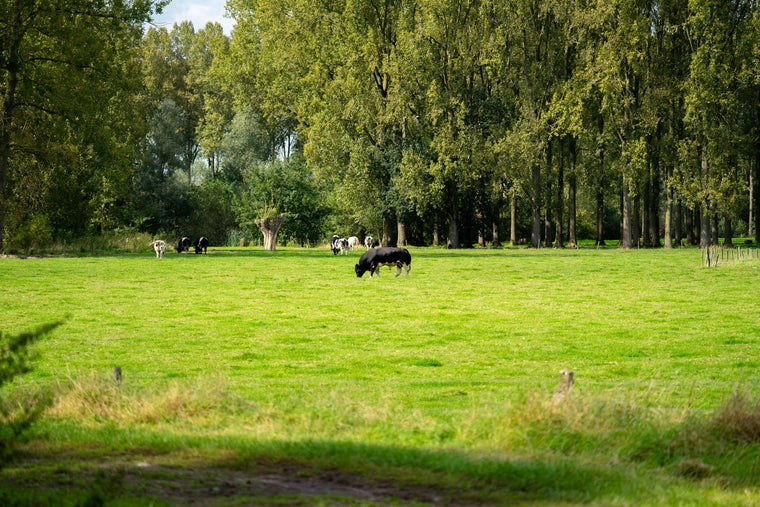 Wide pasture landscape in soft light, sustainability mood.