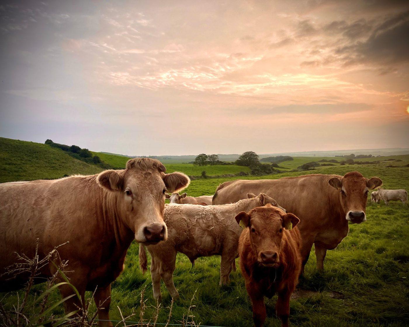 Cattle grazing in a lush green pasture at sunset, the regenerative sourcing behind our tallow.